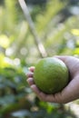 Lemon in hand Royalty Free Stock Photo