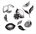 Lemon hand monochrome drawing, sketch style. lemons, lemon slices and leaves