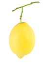 Lemon hangs on a branch