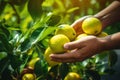 Lemon harvesting, with workers gently plucking the fruit and handling it with care. AI Generated