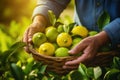 Lemon harvesting, with workers gently plucking the fruit and handling it with care. AI Generated