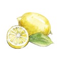 Lemon watercolor illustration on white back