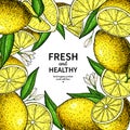 Lemon label vector drawing. Citrus fruit frame template.