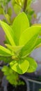 Lemon leaf evergreen tree latest 2022.