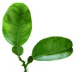 Lemon Leaf