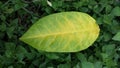 A lemon leaf on the ground turning yellow