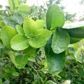 Fress Lemon leafe