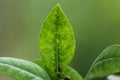 Lemon Leaves Royalty Free Stock Photo