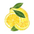 Lemon with leaves illustration for jam, juice, summer menu. Hand drawn watercolor illustration