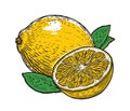 Lemon with leaves. Organic nutrition healthy food. Fruit vector