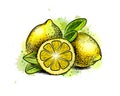 Lemon with leaves from a splash of watercolor