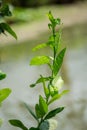 Lemon leaves are swaying in the wind along the small river. In the spring season, the breeze blows Royalty Free Stock Photo