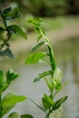 Lemon leaves are swaying in the wind along the small river. In the spring season, the breeze blows Royalty Free Stock Photo