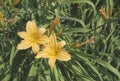 Lemon Lily Daylily  Hemerocallis close up Royalty Free Stock Photo