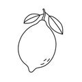 Lemon or lime. Citrus fruit sketch. Black line icon. Vector illustration for coloring book Royalty Free Stock Photo