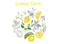 Lemon lime fruit yellow with green leaves and slice peel tropical fresh fruit isolated on white