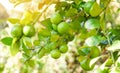 Lemon, Lime - Green Limes On A Tree, Fresh Lime Citrus Fruit In The Garden Farm Agricultural With Nature Green Blur Background At
