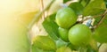 Lemon, Lime - Green Limes On A Tree, Fresh Lime Citrus Fruit In The Garden Farm Agricultural With Nature Green Blur Background At
