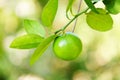 Lemon, lime - Green limes on a tree, Fresh lime citrus fruit in the garden farm agricultural with nature green blur background at Royalty Free Stock Photo