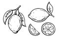 Lemon or lime icons set. Ink sketch of citrus. Single fruit with leaf, cut, slice. Black linear clipart, element for farm product