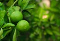 Lime on the tree Royalty Free Stock Photo