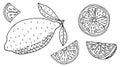 Lemon or lime, whole fruit and slices, hand drawing. Set, isolated. Vector illustration Royalty Free Stock Photo