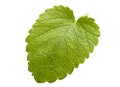 Lemon melissa leaf Royalty Free Stock Photo
