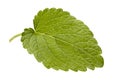Lemon melissa leaf Royalty Free Stock Photo