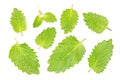 Lemon melissa leaf closeup isolated on white Royalty Free Stock Photo