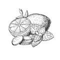 Lemon, mint and ginger vector drawing. Root, hearb leaf and frui