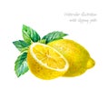 Lemon with mint leaves isolated on white watercolor illustrationn Royalty Free Stock Photo