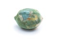 Lemon with mold Royalty Free Stock Photo