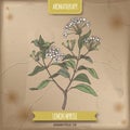 Lemon myrtle aka Backhousia citriodora color sketch on vintage background.