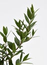 Lemon Myrtle Plant Royalty Free Stock Photo