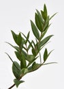 Lemon Myrtle Plant Royalty Free Stock Photo