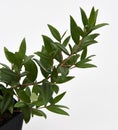 Lemon Myrtle Plant Royalty Free Stock Photo