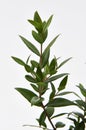 Lemon Myrtle Plant Royalty Free Stock Photo