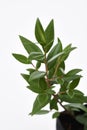 Lemon Myrtle Plant Royalty Free Stock Photo