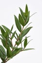 Lemon Myrtle Plant