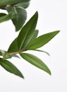 Lemon Myrtle Plant Leaves Royalty Free Stock Photo