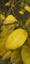 Lemon nice leaf yellow color