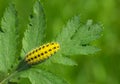 Lemon orange caterpillar