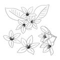 Lemon or orange flowers are drawn with lines. Set of isolated large open flower buds. For invitations and valentines Royalty Free Stock Photo