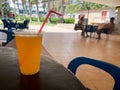 Lemon and orange juice on the wood table, selective focus. Summer fresh cold drink beverages. Ice Lemonade, orange juice and spiri Royalty Free Stock Photo