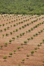 Lemon orchad in Murcia, Spain. Citrus industry agriculture. Vertical Royalty Free Stock Photo