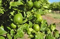 Lemon orchard Royalty Free Stock Photo