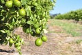 Lemon orchard Royalty Free Stock Photo