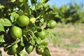 Lemon orchard Royalty Free Stock Photo