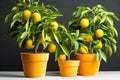 Lemon or other citrus fruits grow in small brown flower pots in greenhouses, nurseries, greenhouses and stores