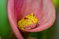 Lemon packman frog hides in pink lily